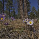 Spring Crocus